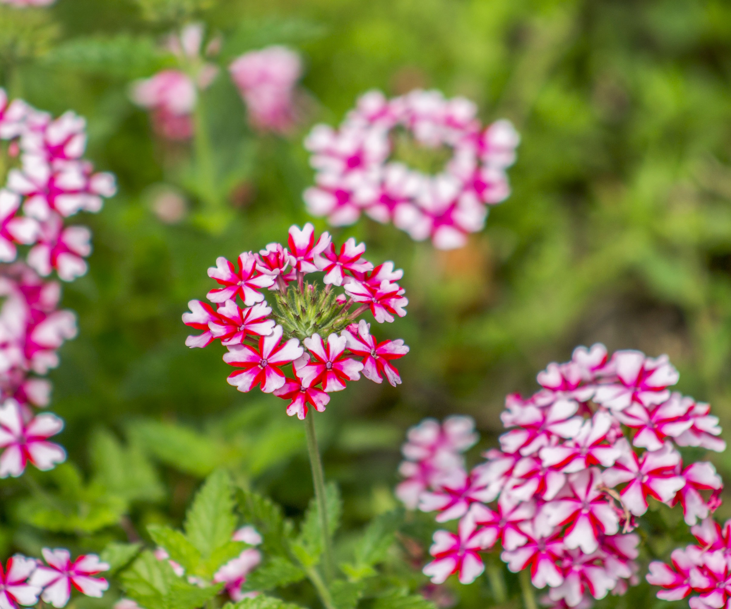 verbena lanai candy cane