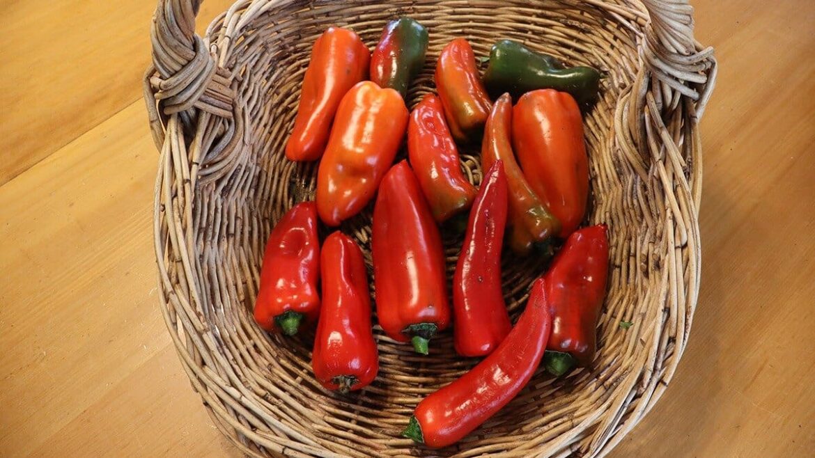 Kem Ormond’s vegetable garden: How to ready your garden for spring Kem Ormond’s vegetable garden: How to ready your garden for spring