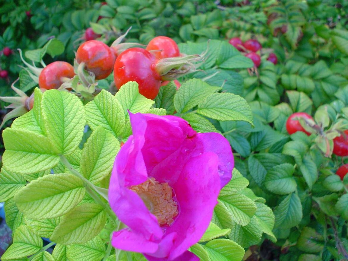 Summer growth in the garden is slowing down – Southwark News Summer growth in the garden is slowing down – Southwark News