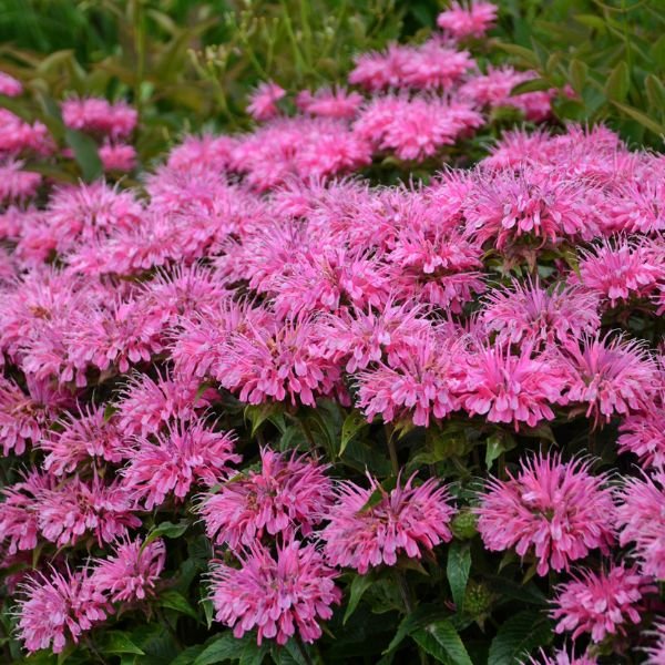 Sugar Buzz&reg; Bubblegum Blast Bee Balm - #1 Container