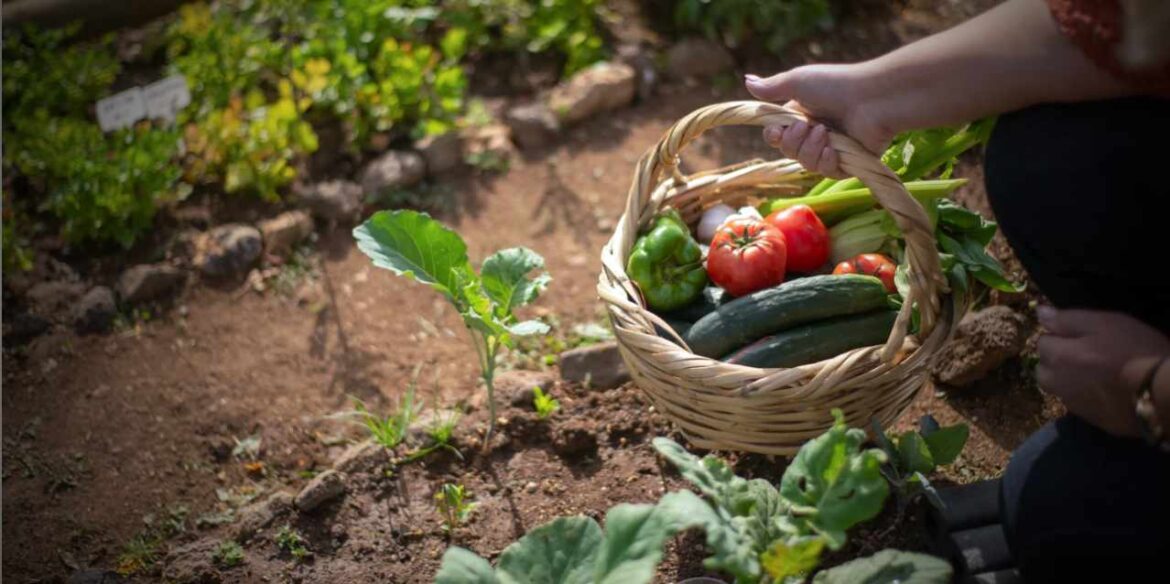 Q&A: Get to know your WSU King County Extension Master Gardeners