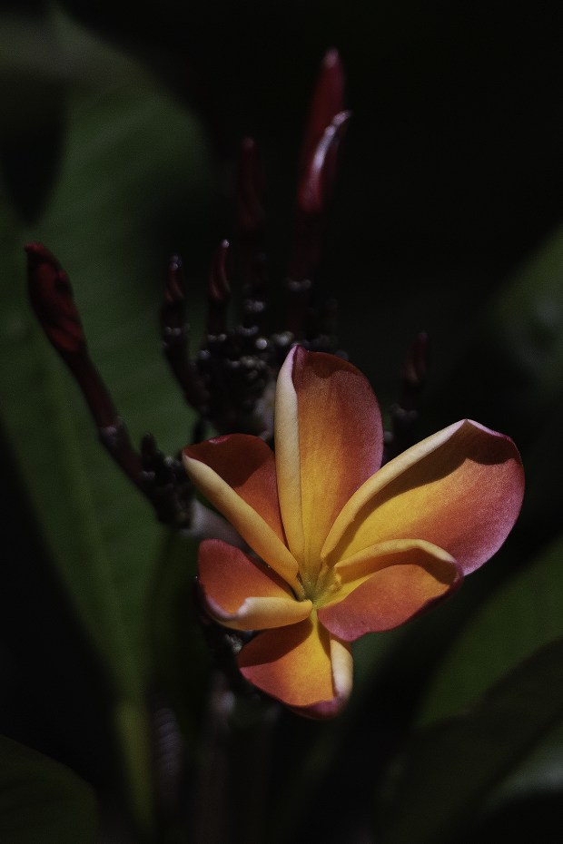 The Herzogs have found their own deep-hued Plumeria rubra seedling 'Herzog's Blaze' to be a reliable seed parent for seedings worth keeping. (Dawn Sullivan)