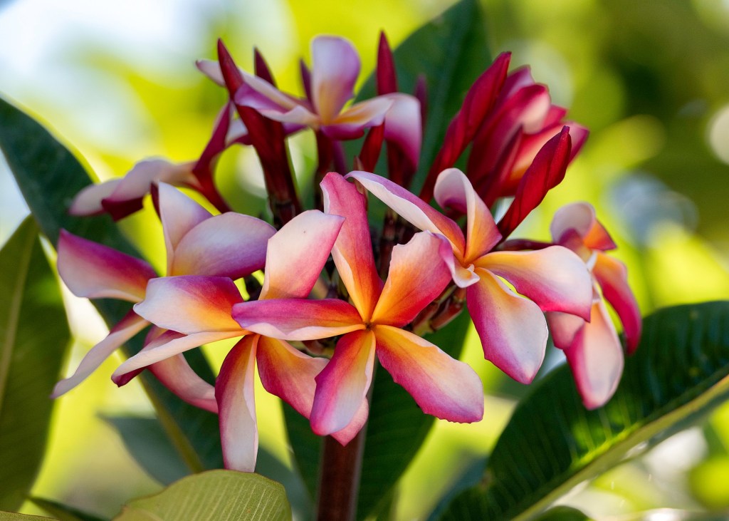 Carl and Joy Herzog are seeding a legacy through plumeria seedlings – San Diego Union-Tribune Carl and Joy Herzog are seeding a legacy through plumeria seedlings – San Diego Union-Tribune