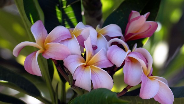The delicate hues of their 'Herzog's Ribbon Candy' seedling shine against dark green leaves. (Dawn Sullivan)