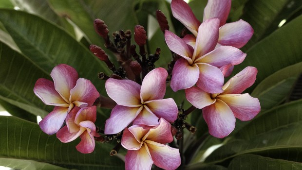 'Herzog's Wowza' is another outstanding Herzog seedling. (Dawn Sullivan)