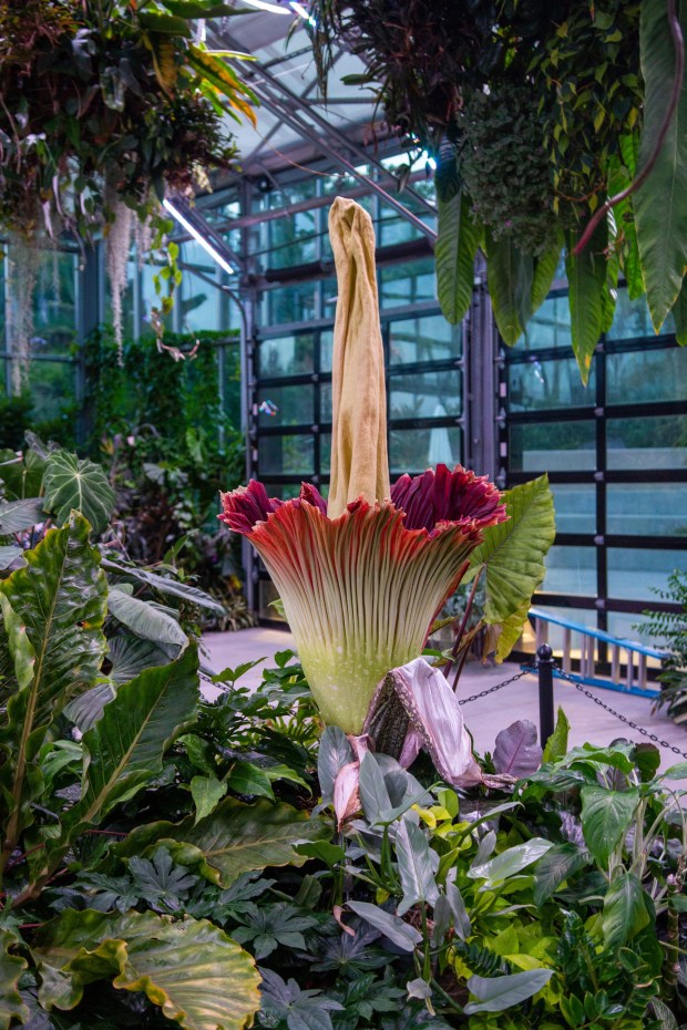 The San Diego Botanic Garden last had 'corpse flower' blooms in 2024, when two blooms opened only weeks apart. (San Diego Botanic Garden)