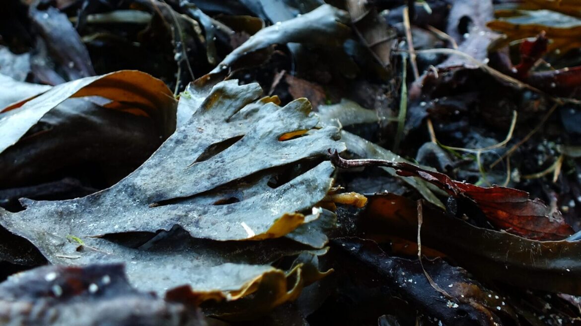 Gathering, processing, and applying seaweed in your fertile garden