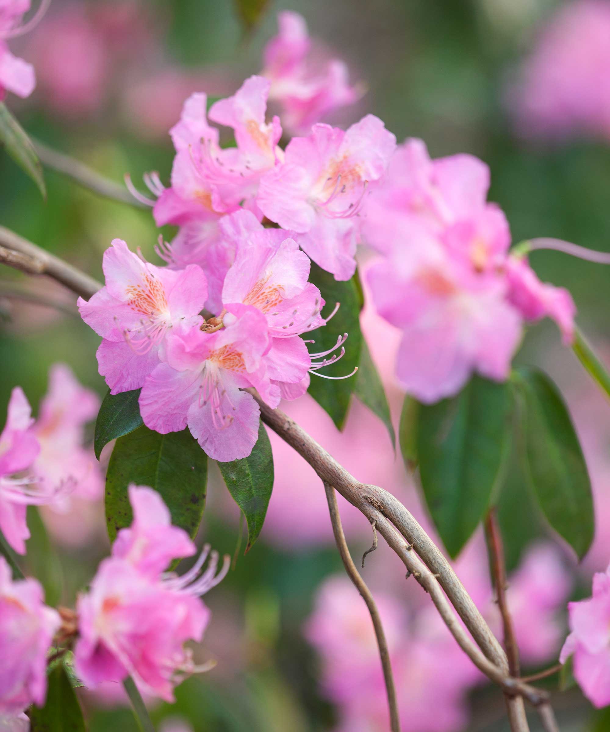 pink rhodondendrons
