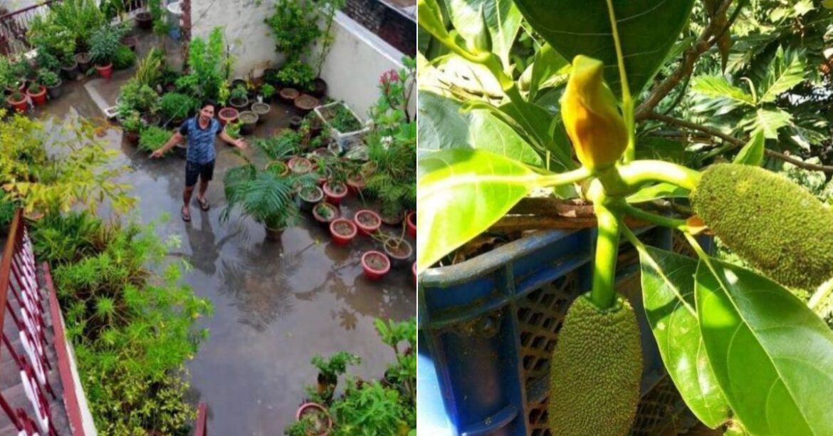 How to Grow Jackfruit Tree at Home: Step-by-Step Guide by Gardener How to Grow Jackfruit at Home This Monsoon: A Step-by-Step Gardening Guide