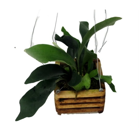 Staghorn Fern - Platycerium Biforcatum - Exotic - 6