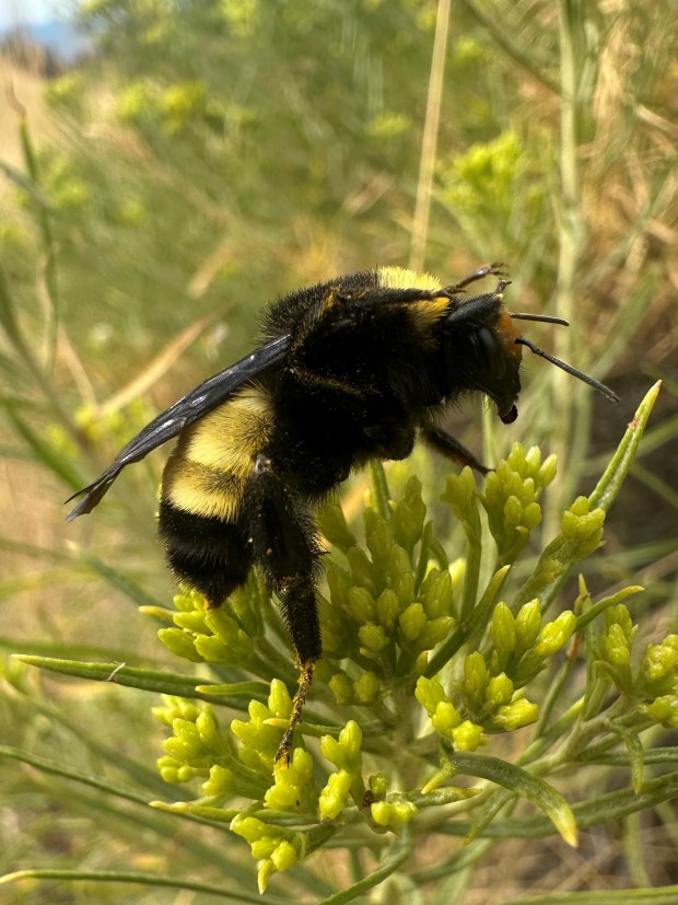 Rabbitbrush is an important late-season plant for pollinators, beneficial insects, and wildlife. This newqueen will forage before finding overwintering space. Photo: Lisa Mason, Special to The Denver Post