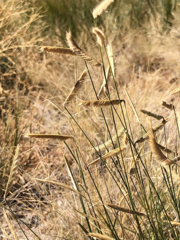 Blue grama at the Plains Conservation Center in Arapahoe County. Photo: Lisa Mason, Special to The Denver Post