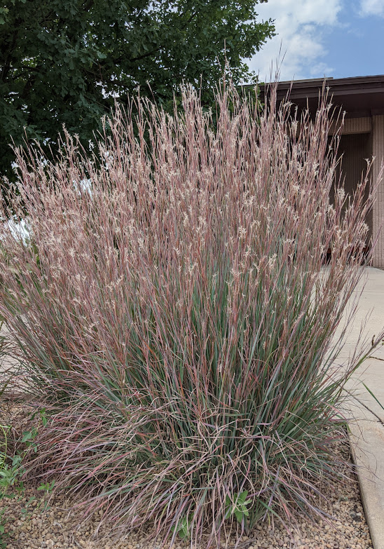 Little bluestem. (Deryn Davidson, Special to The Denver Post)