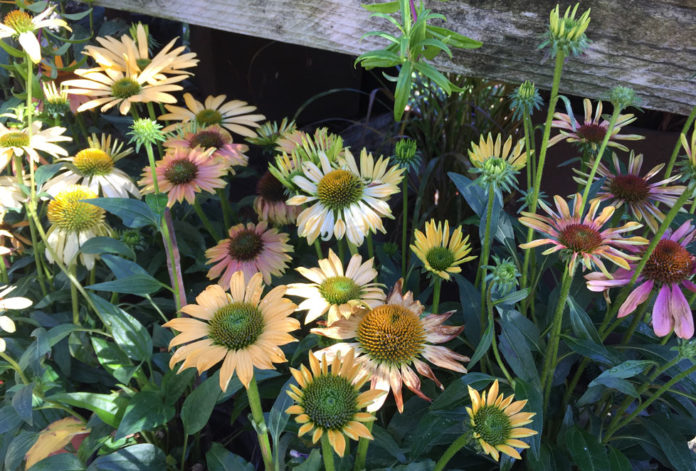 Garden Coneflowers