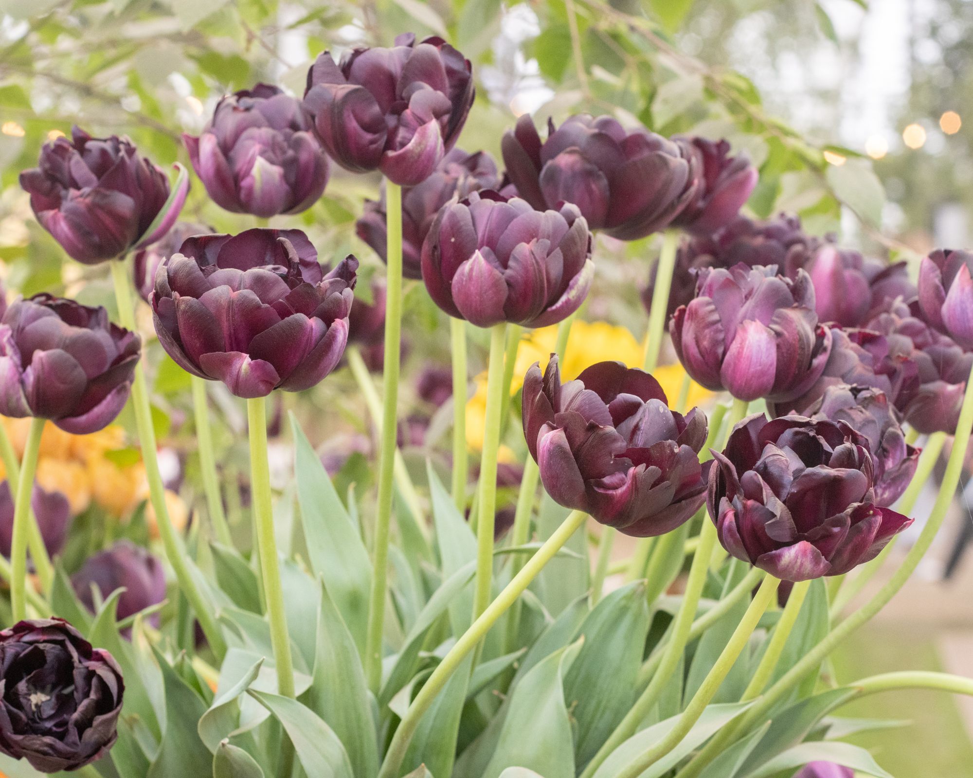 Black Hero Tulips