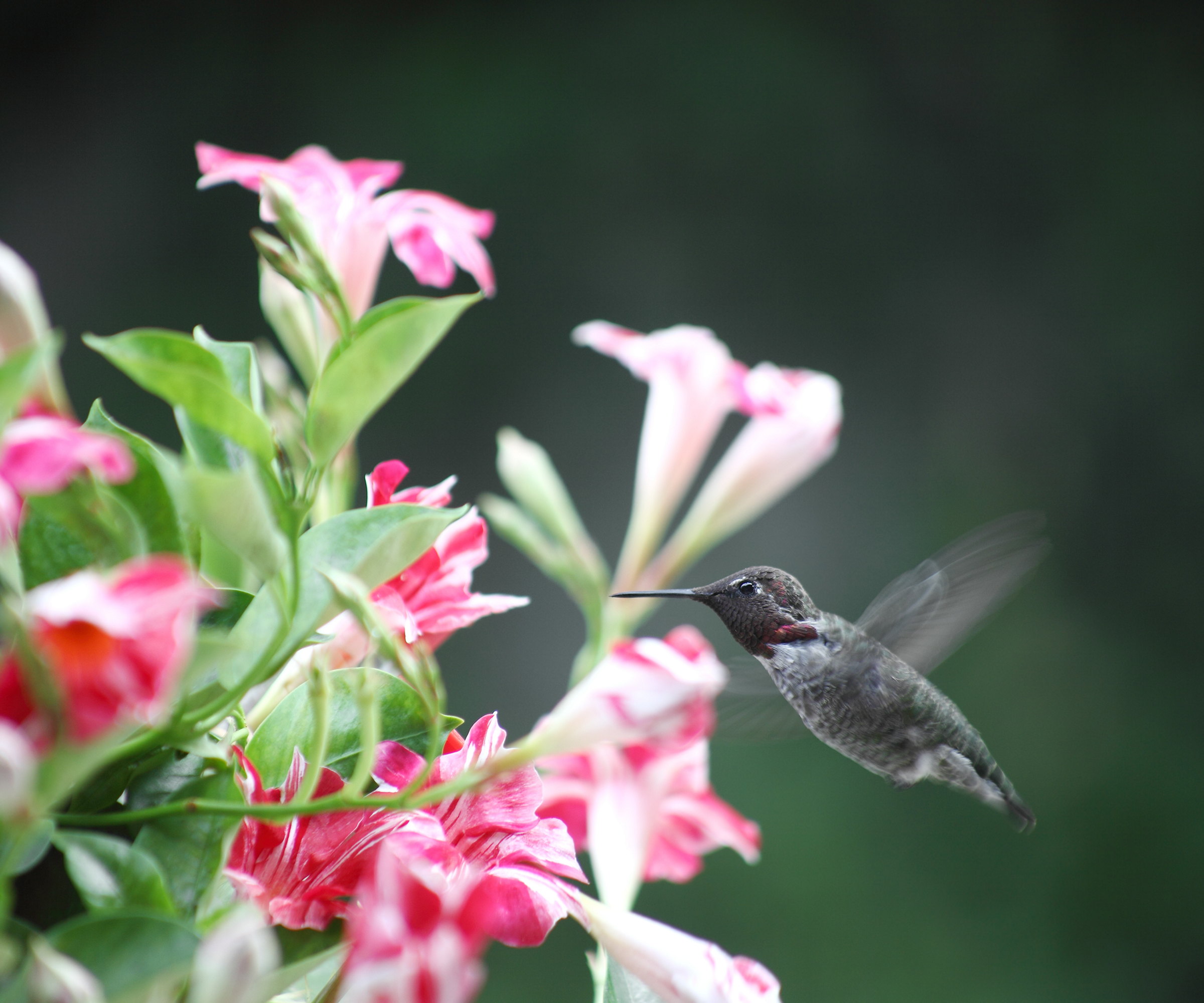 A hummingbird feeding among trumpet-shaped pink and white mandevilla flowers