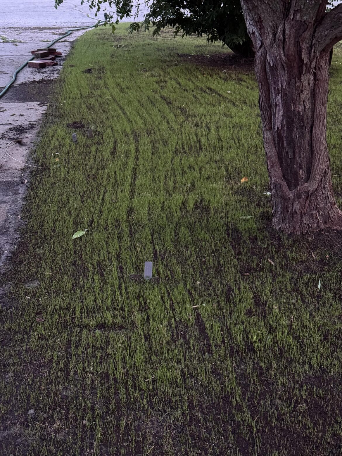 Lightly rake in your seed they said..