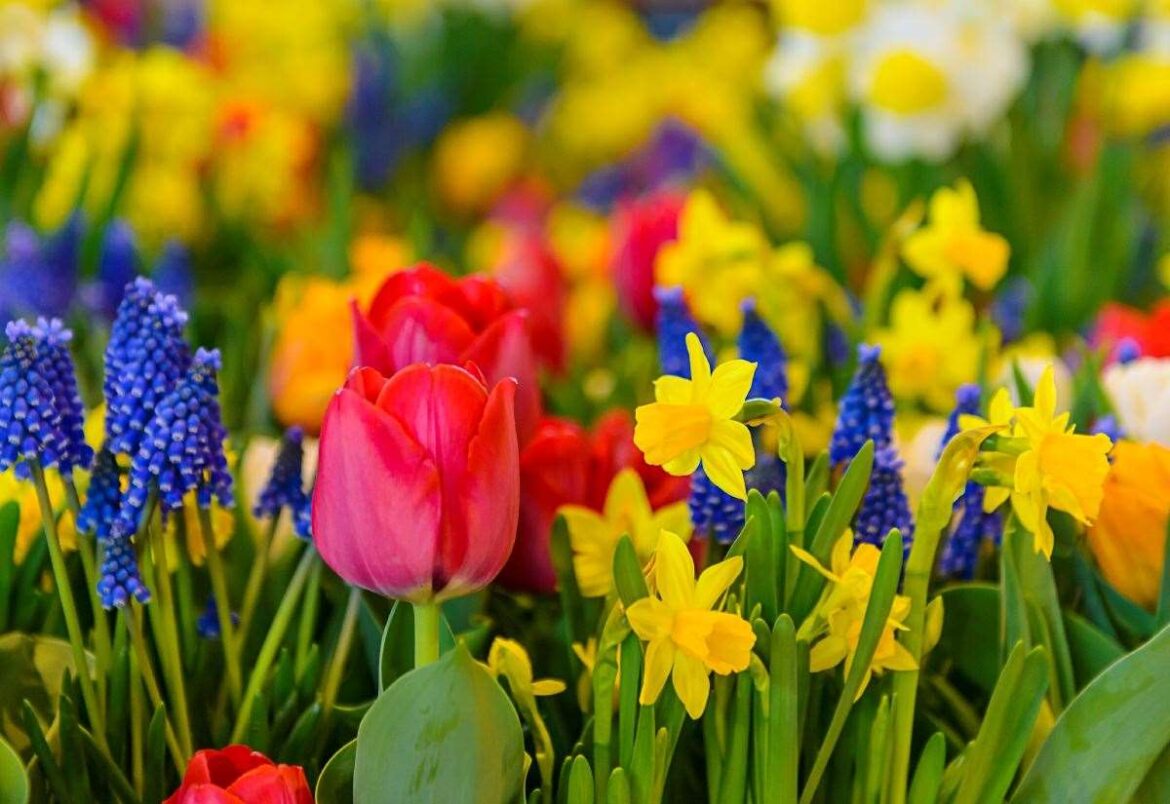 Gardening expert Yvonne Harbutt, of RHN Plant Centre, in Barrow, has all the tips for creating a colourful display of bulbs next spring