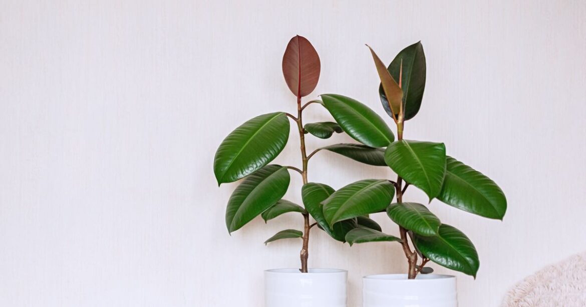Why are my rubber plants looking so unhappy? – The Irish Times