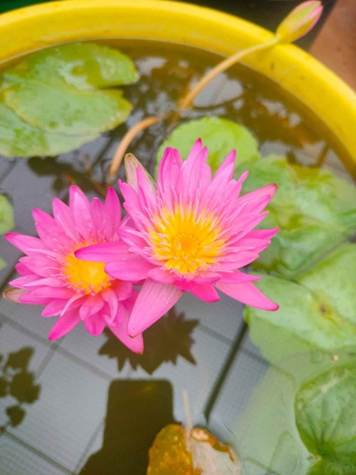 Home gardener in Bengaluru