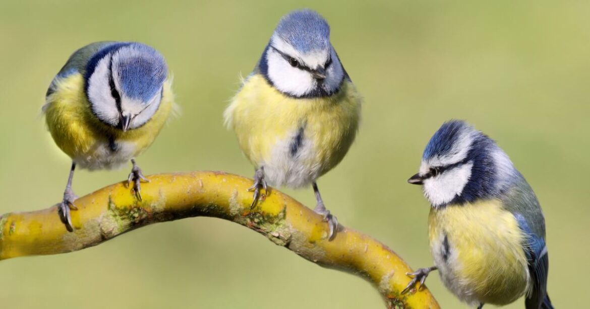 How to build a bird-friendly garden – The Irish Times How to build a bird-friendly garden – The Irish Times