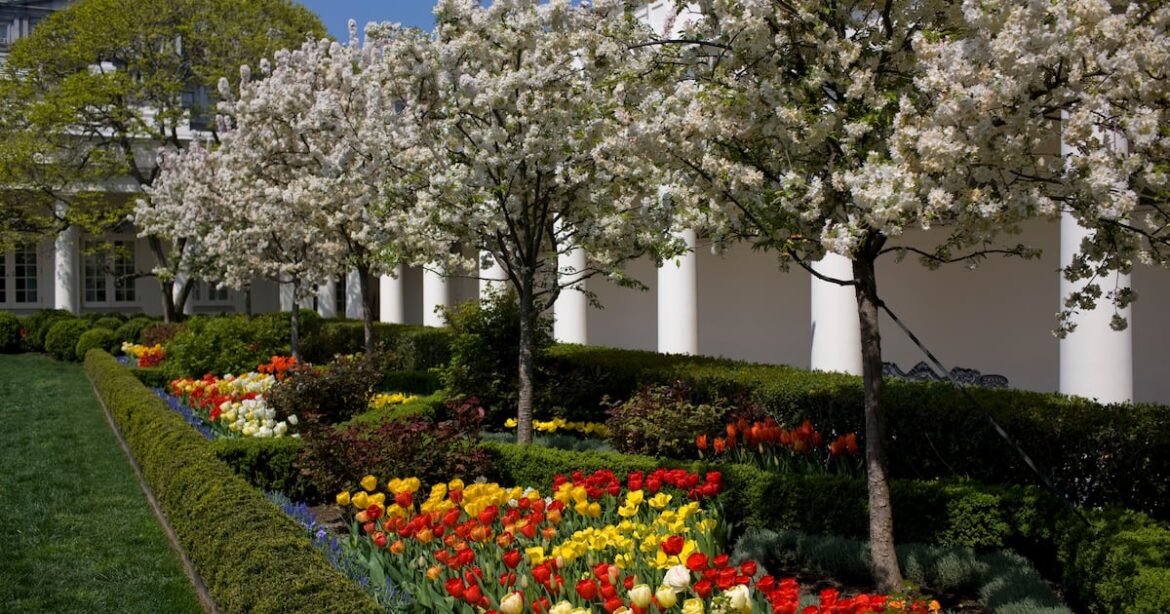 Trump Doesn’t Beg Pardon For What He’s Done to the White House Rose Garden Trump Doesn’t Beg Pardon For What He’s Done to the White House Rose Garden