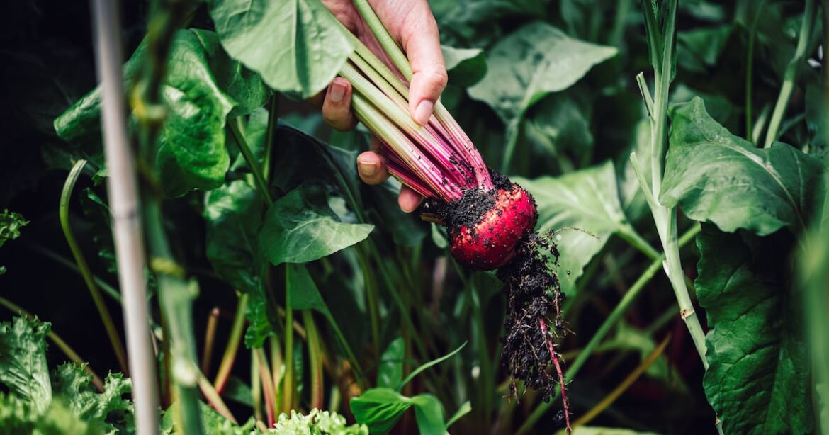 ‘I’m disappointed by my vegetable yield. How can I do better?’ – The Irish Times