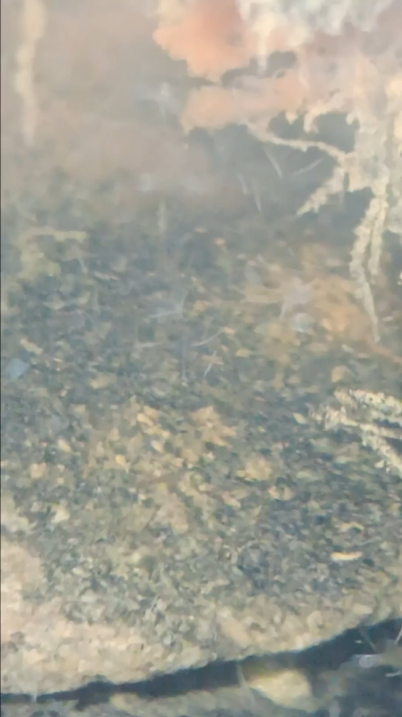 Need help identifying these guys Need help identifying these guys