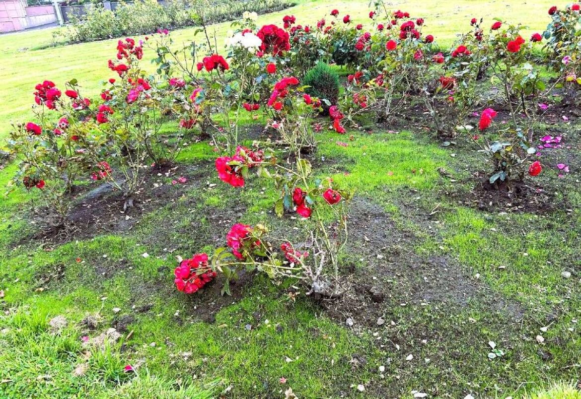 Thurso weedbusters condemn ‘morally repugnant’ vandal that sabotaged rose garden
