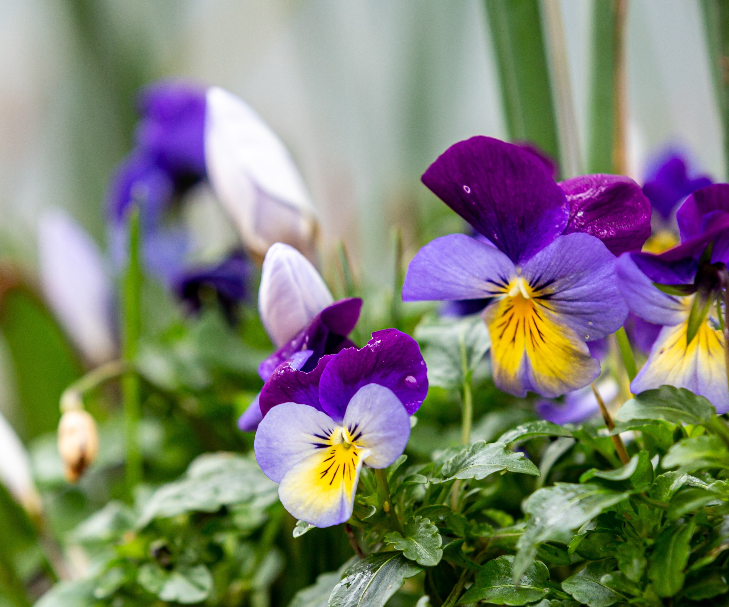 Winter flowering pansy in window box