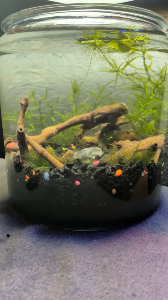 Thought you guys might like my latest 1 gallon jarrarium commission I made (reupload)