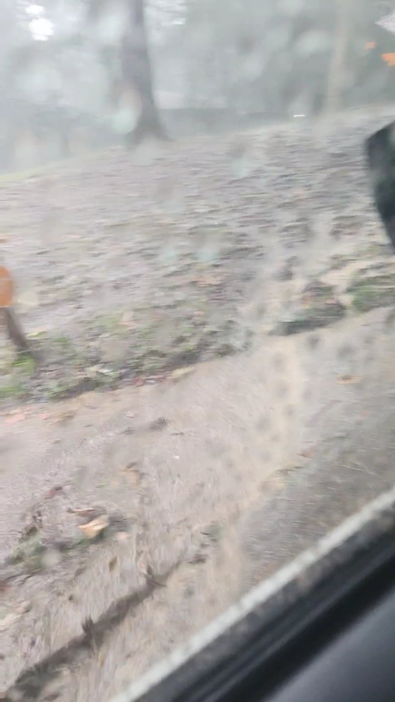 Rocky Yard. Needs a widespreading foliage to prevent erosion. Rocky Yard. Needs a widespreading foliage to prevent erosion.