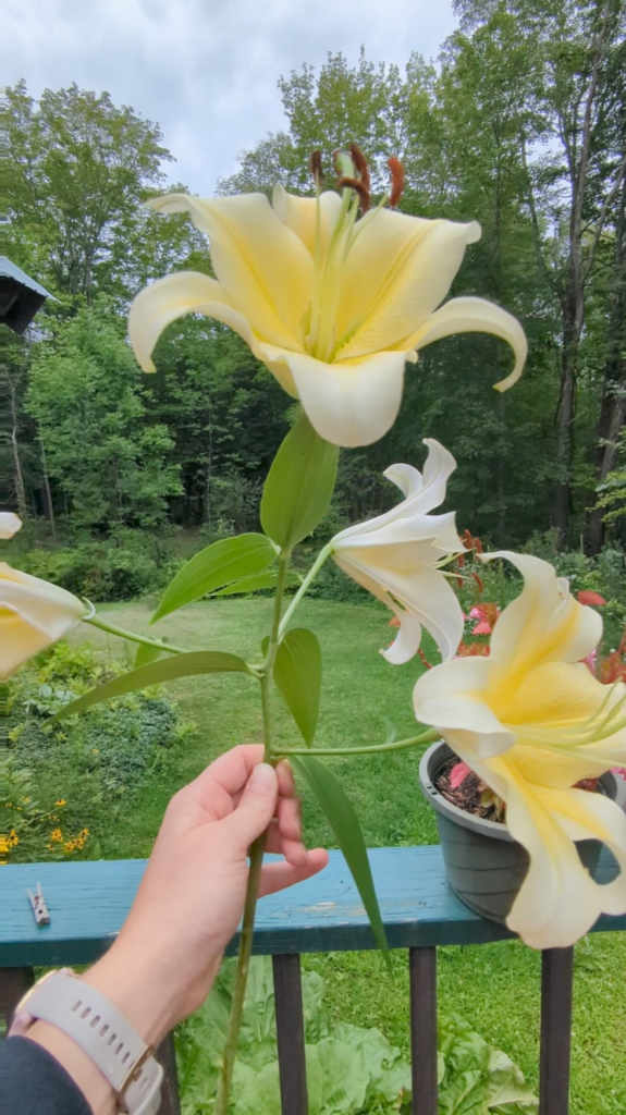 Lilies <3