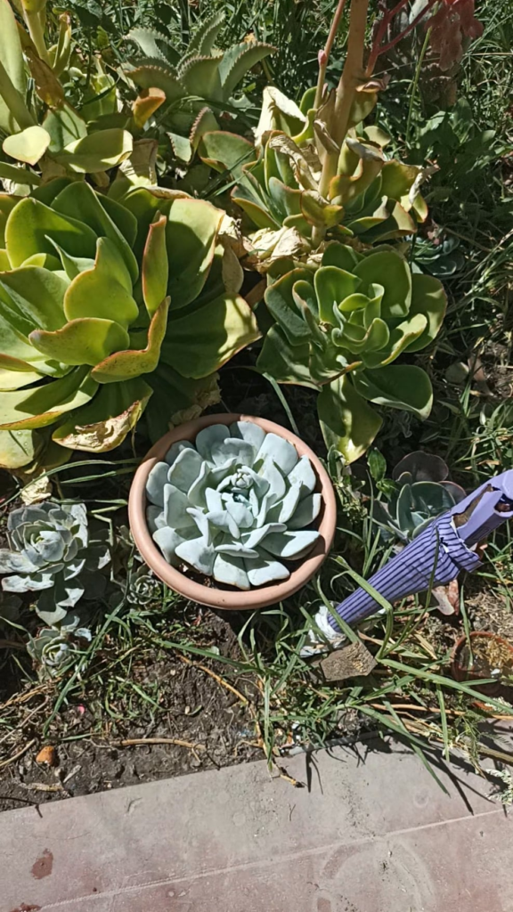 Echeveria Exotic... Small floral scape