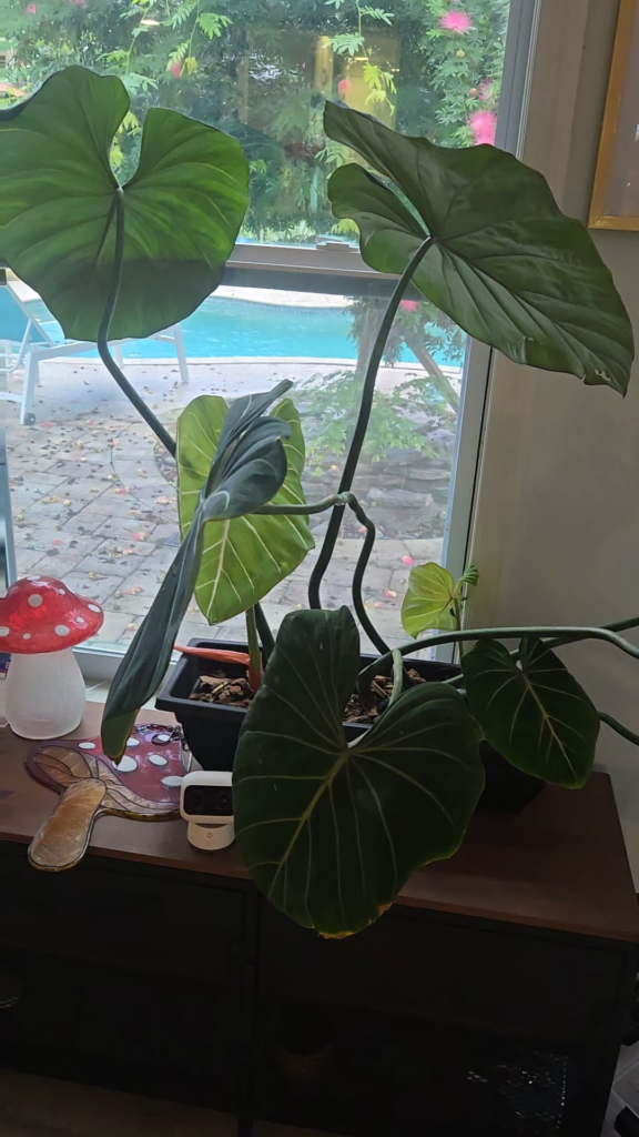Had a massive snap on a new leaf yesterday 😫 has anyone had any success doing this?