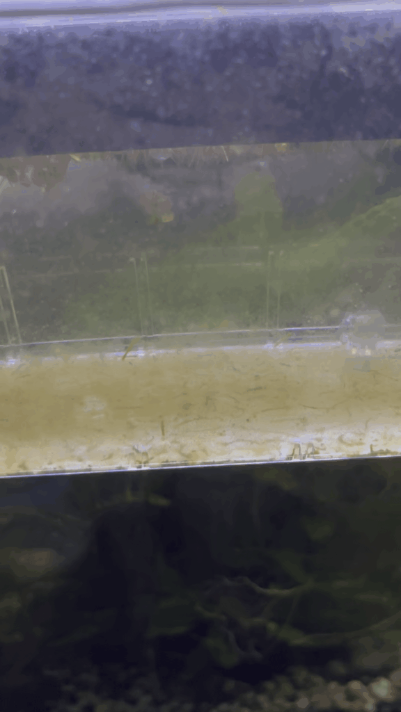 Anyone know what these are?