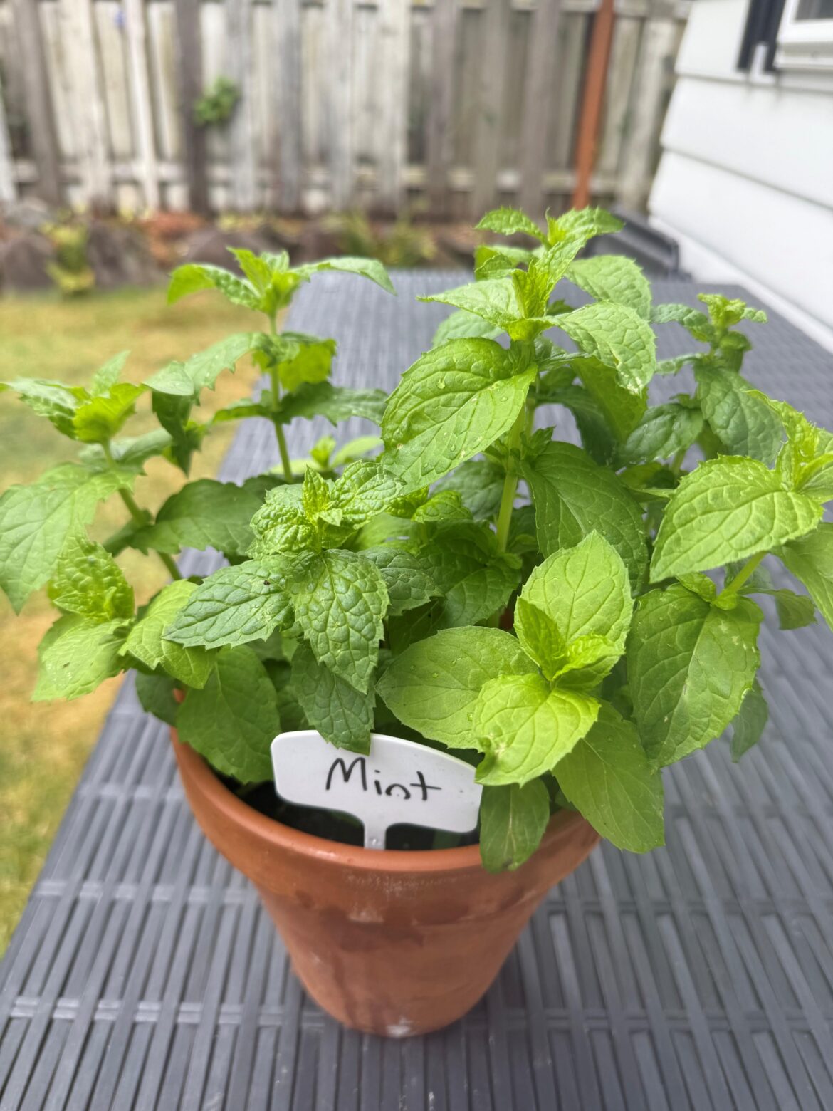 Amateur herb gardener here..