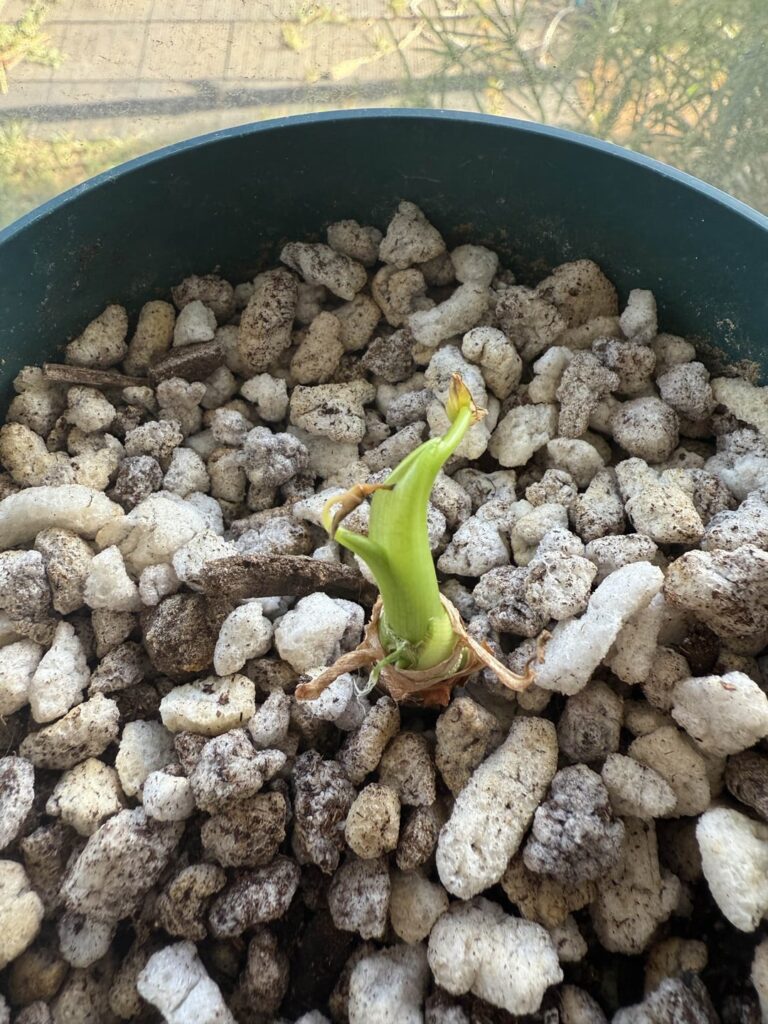 My frydek does not want to live