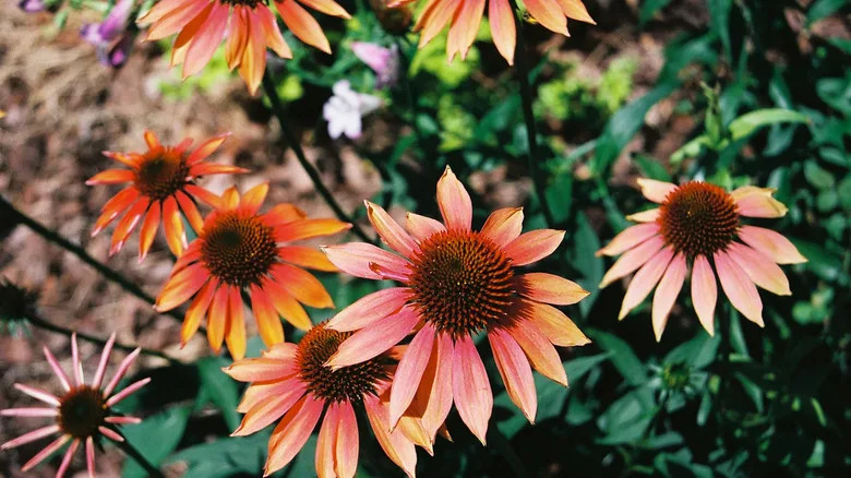 Multicolored 'Cheyenne Spirit' echinacea bloom in a garden.
