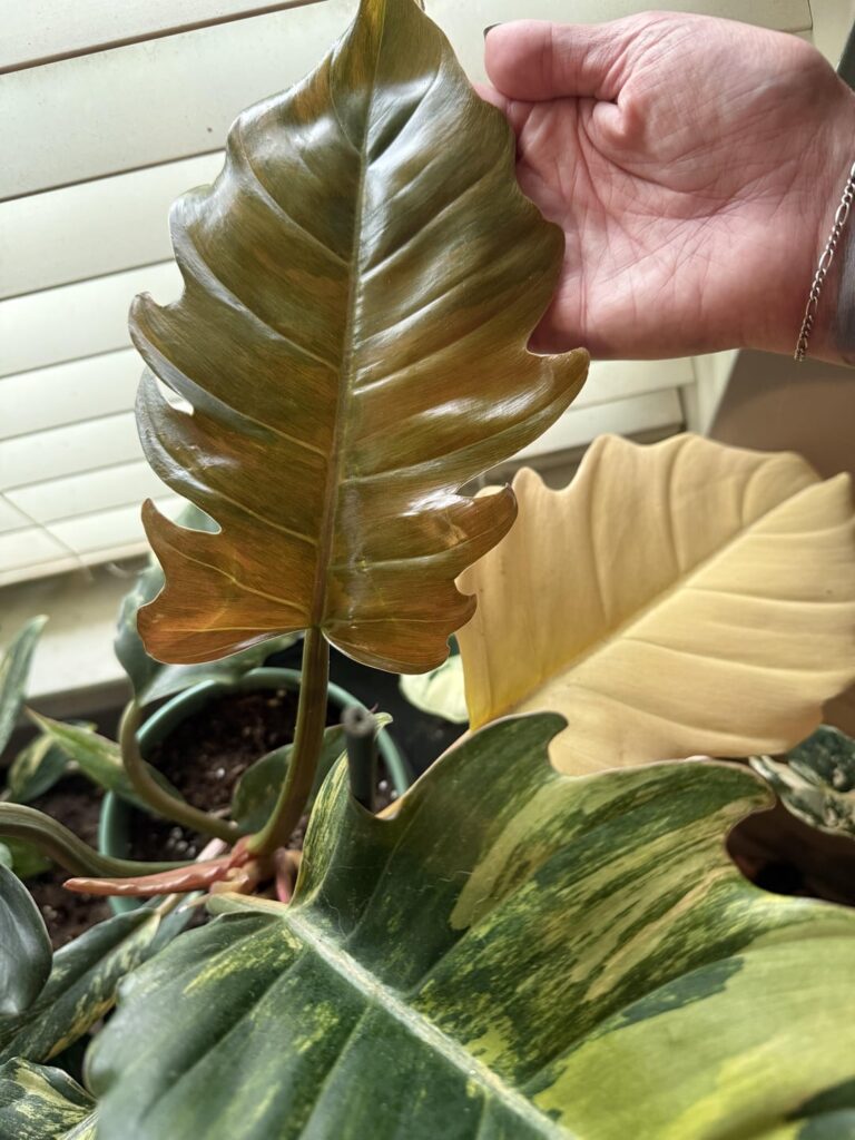 Newest Caramel Marble Leaf :)