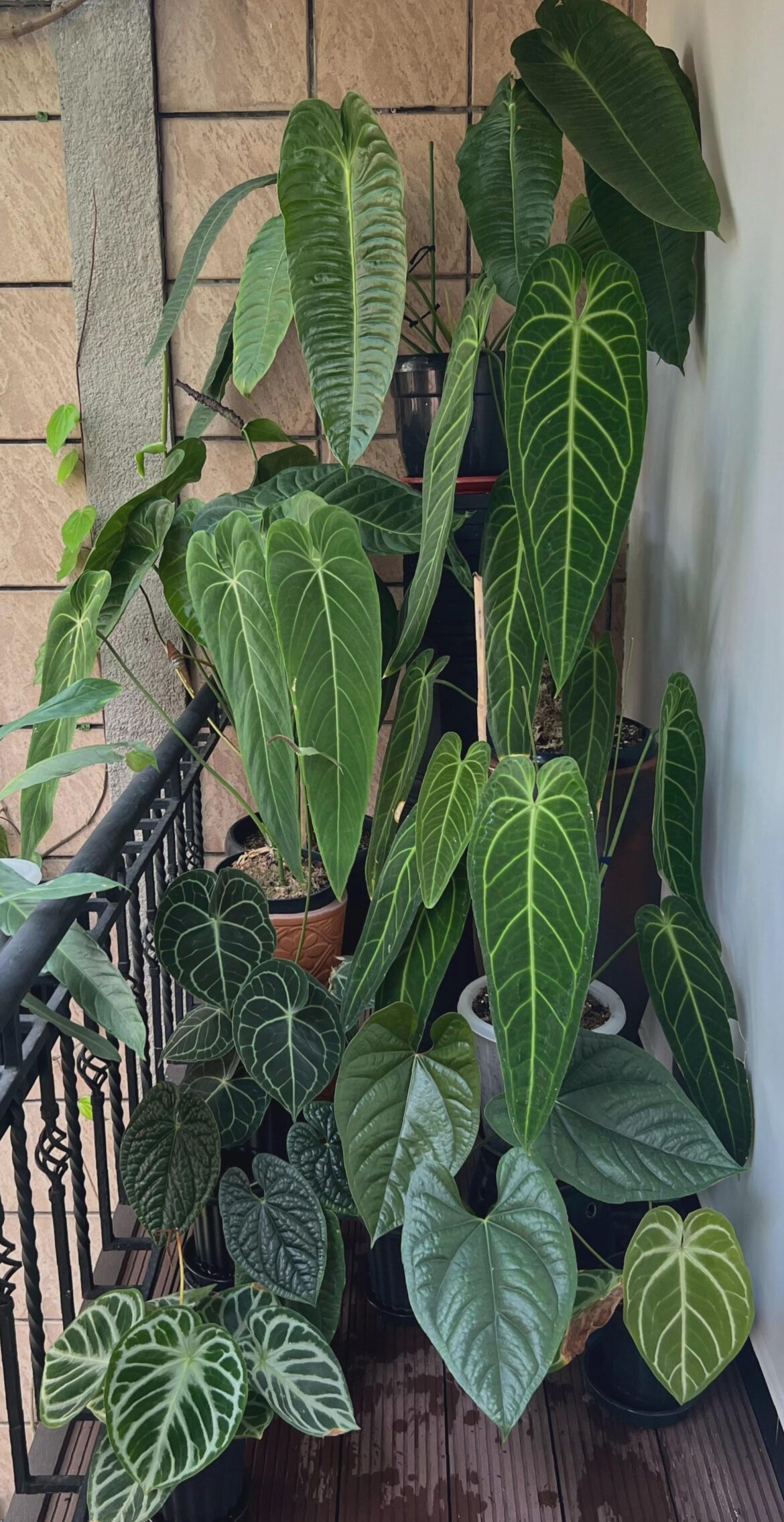 Outdoor balcony plants! (First post)