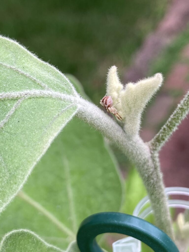 Found this little guy at the top of my eggplant.