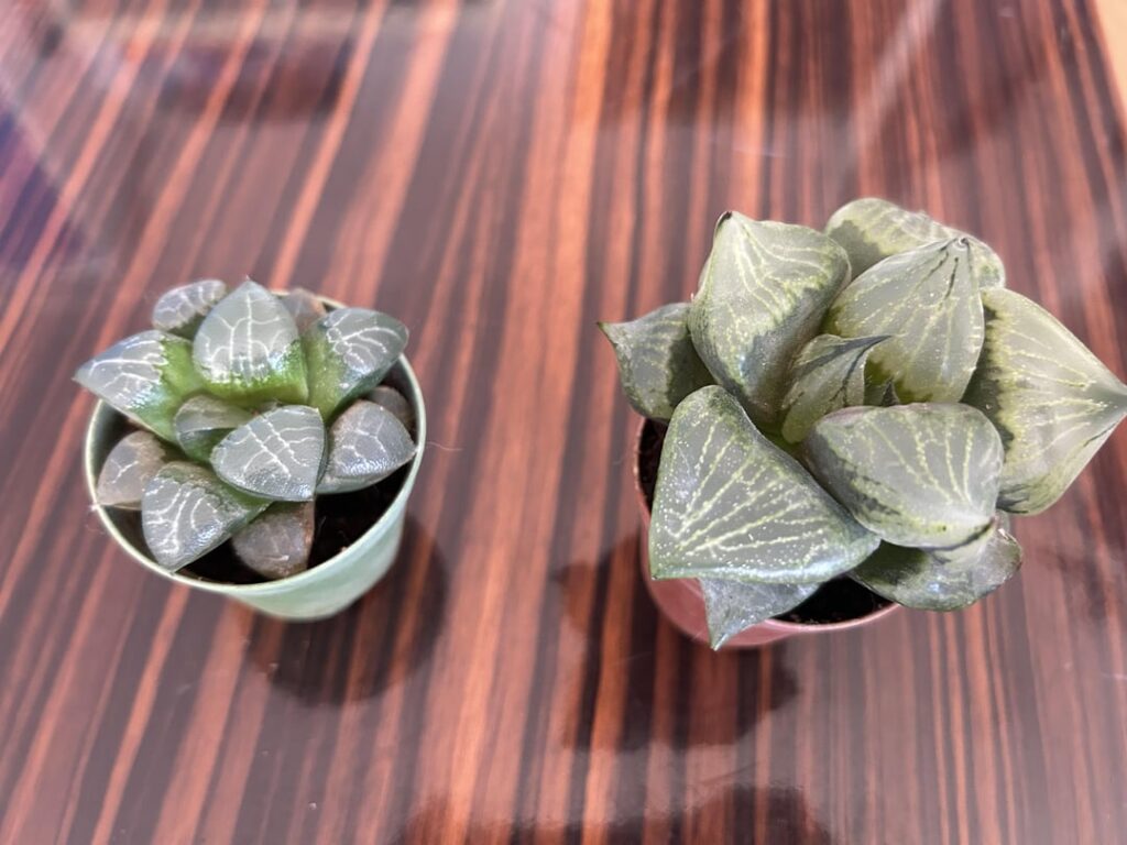 Can anyone help ID? ^^