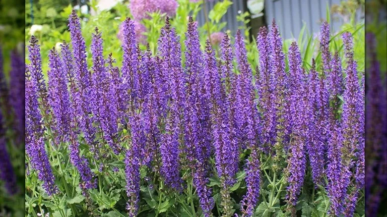 Reddish purple meadow sage blooms in a garden.