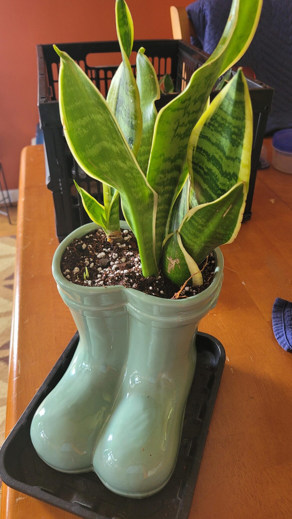 There's a snake in my boot!