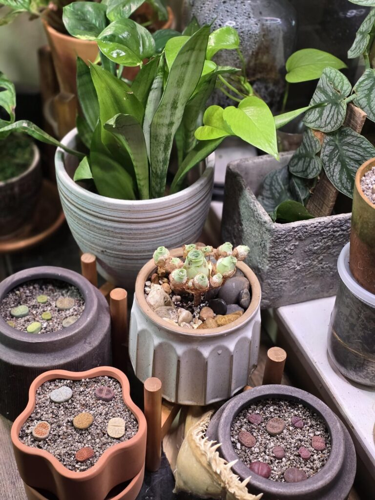 Newly potted babies- how do they look? Newly potted babies- how do they look?