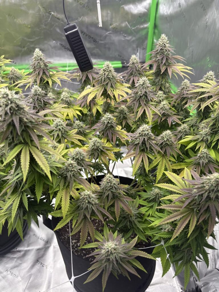 First grow, how does it look?