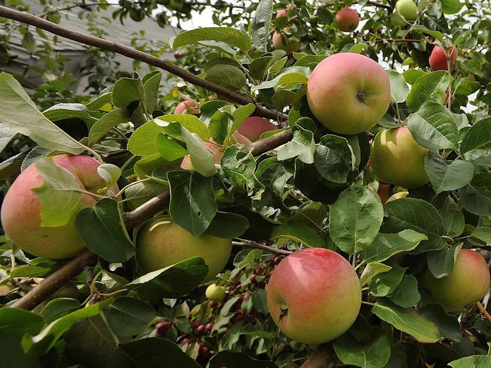  Pruning back the number of developing apples on an overabundant tree can help the larger apples thrive.