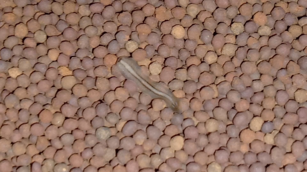 Planaria ID Planaria ID