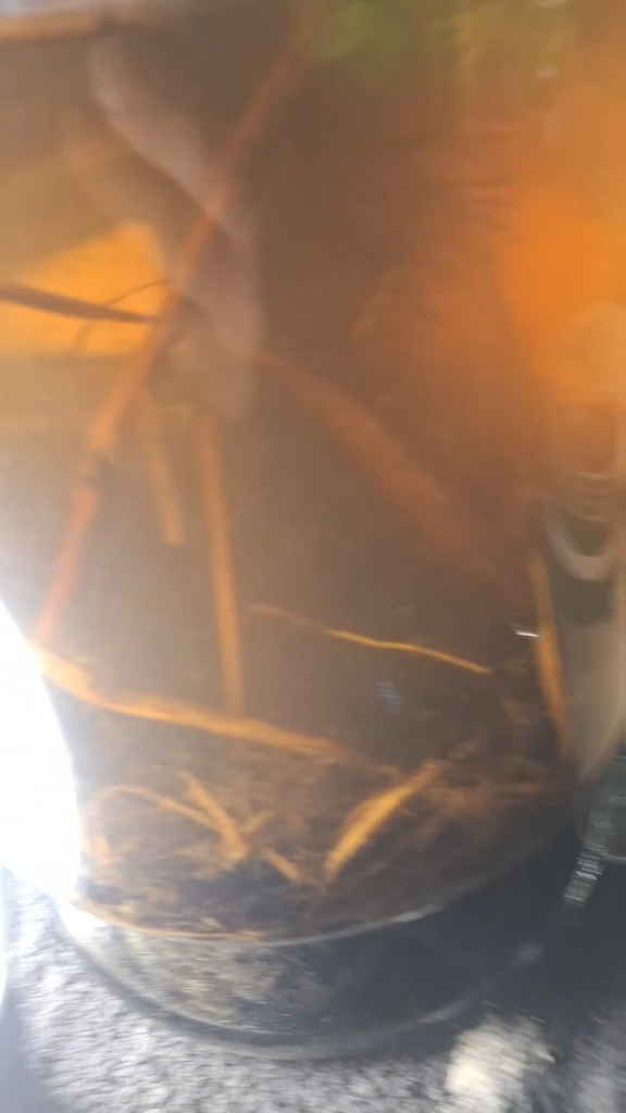 Wild Worm ID Wild Worm ID